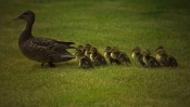 Duck Family