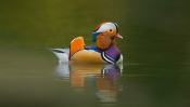 Mandarin Duck on the Water