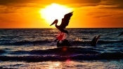 Pelican at Sunset