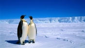 Penguins in Antarctica