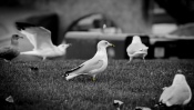 The Seagull on the Grass