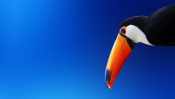 Toucan and Blue Sky