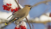 Waxwing