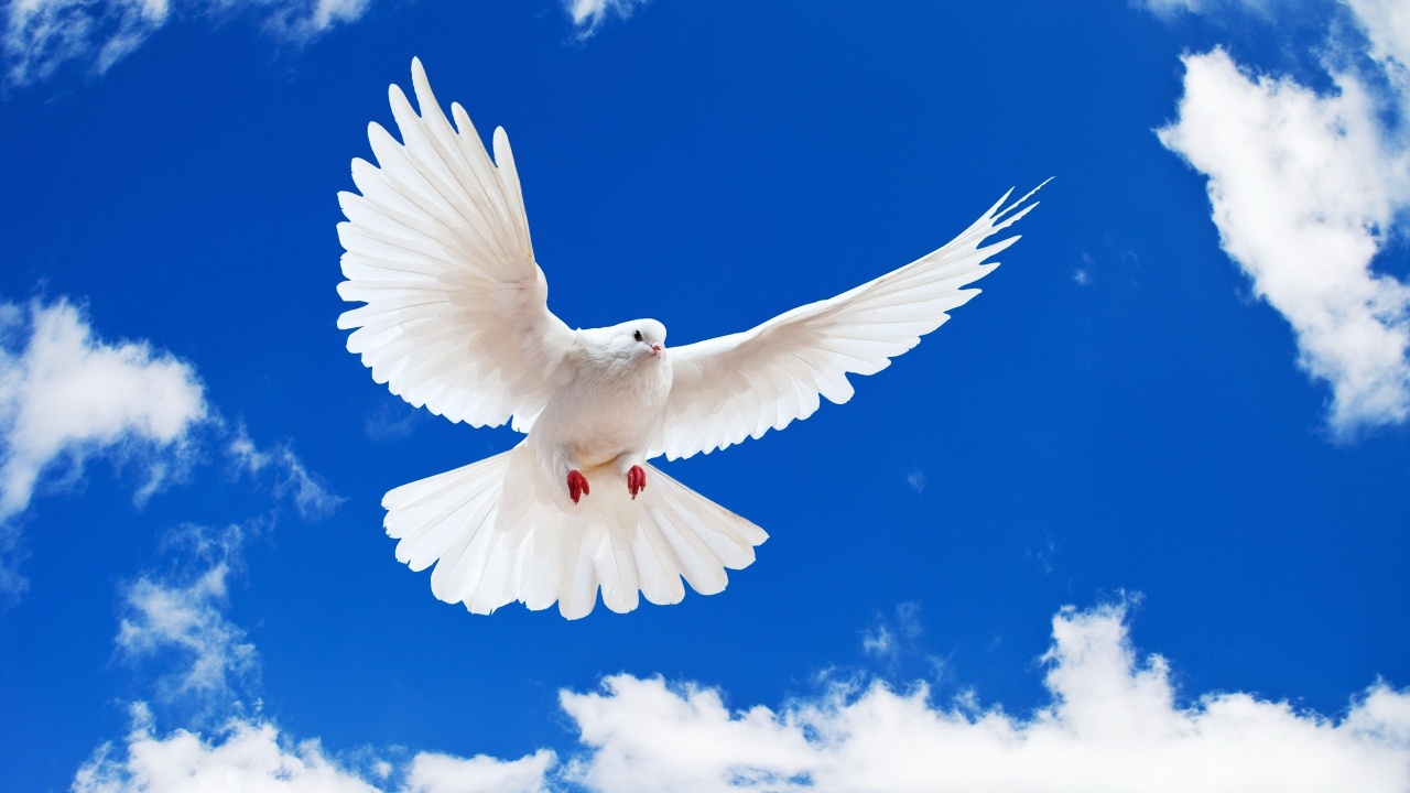 White Dove in Flight