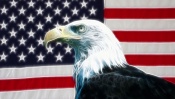 The National Symbol of America - Bald Eagle