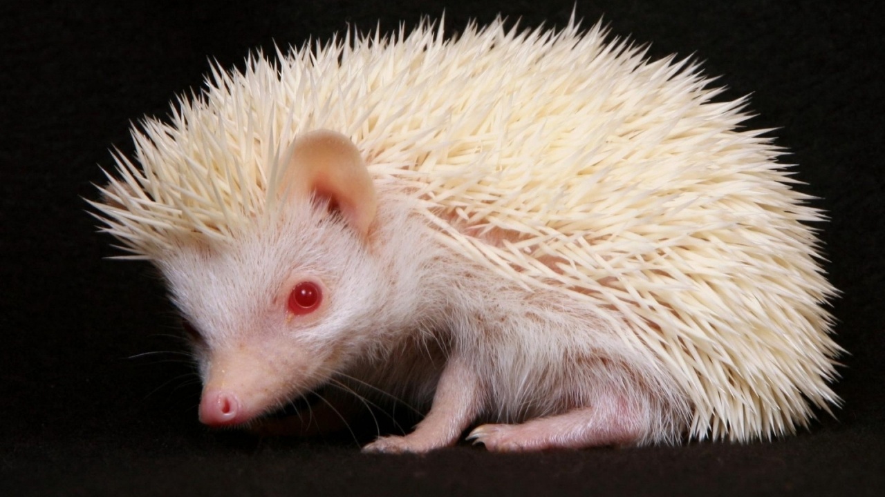 Albino Hedgehog