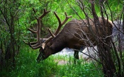 Deer in the Forest