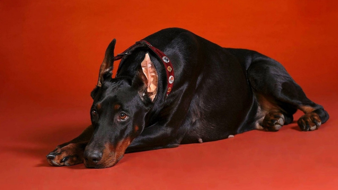 Doberman