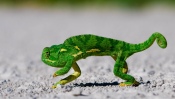 Green Chameleon