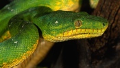 Green Snake 