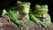 Green Toads
