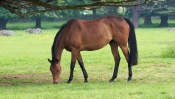 Horse in the Pasture