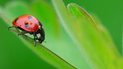 Ladybug on Grass