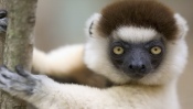 Lemur