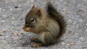 Little Squirrel