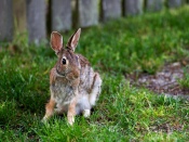 Long-Eared Rabbit 1920x1440