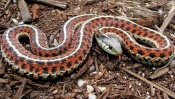 Red Poisonous Snake