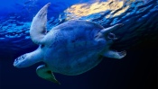 Sea Turtle