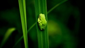 The Little Green Frog