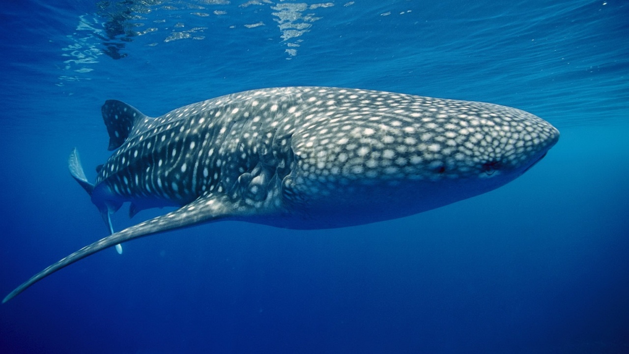 Whale Shark 