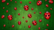 Ladybugs on a Green Background