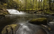 Brook in the Forest