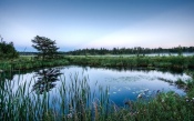 Pond With Water Lilies