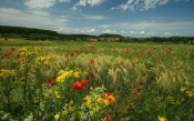 Wildflowers, Village