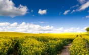 Yellow Fields