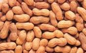 Peanuts