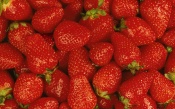 Ripe Strawberries