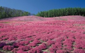 Flower Landscape