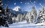 Winter Coniferous Forest