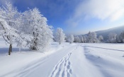 Winter Paths