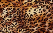 Leopard Texture