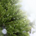 The Fluffy Fir-Tree