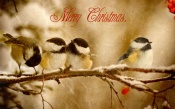 Merry Christmas! Titmouse