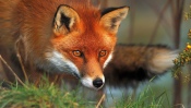 Fox Hunts Prey