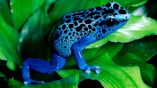 Blue Spotted Frog