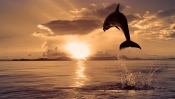 Dolphin Jumping out of the Water