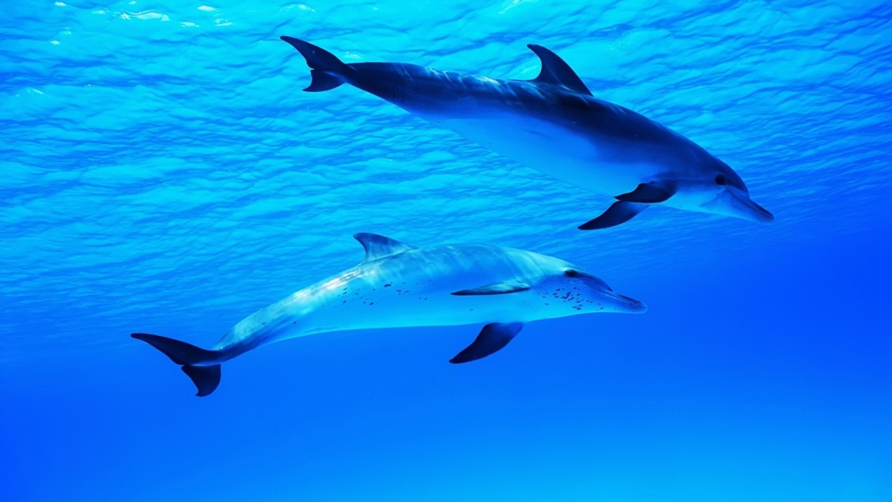 Dolphins Under Water