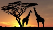 Giraffes at Sunset