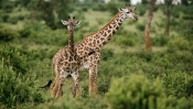 Giraffes