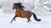 Horse, Winter