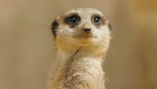 Meerkat