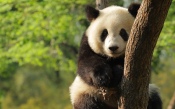 Panda on the Tree