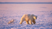 Polar Bear With Cub