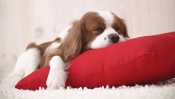 Puppy Sleeps on the Pillow