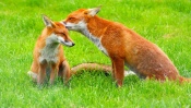 Red Foxes