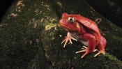 Red Frog